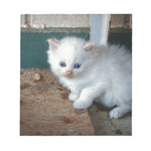 White Kitten Anteckningsblock