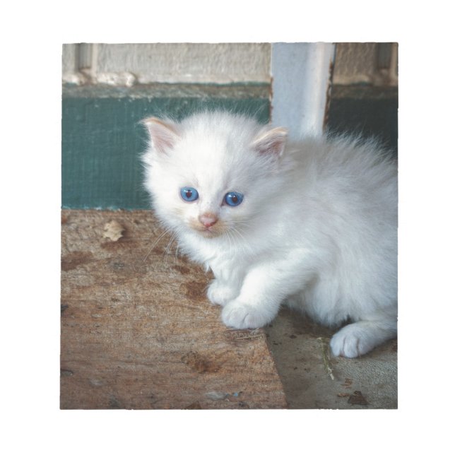 White Kitten Anteckningsblock (Framsida)