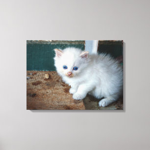 White Kitten Canvastryck
