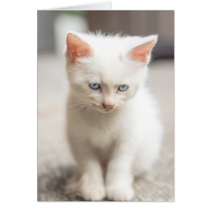 White Kitten Hälsningskort