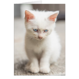 White Kitten Hälsningskort