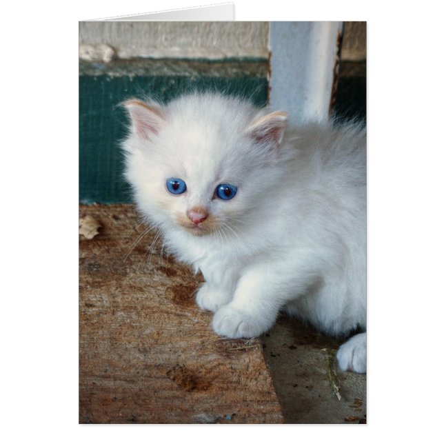 White Kitten Hälsningskort (Framsidan)
