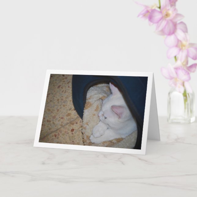 White Kitten i Cat Bed Kort (Orkide)