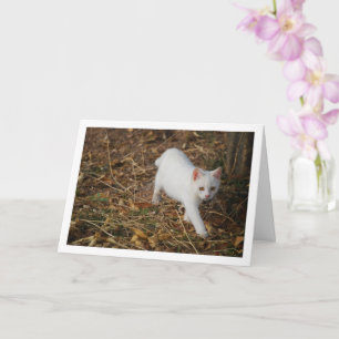 White Kitten i Forest Porträtt Kort