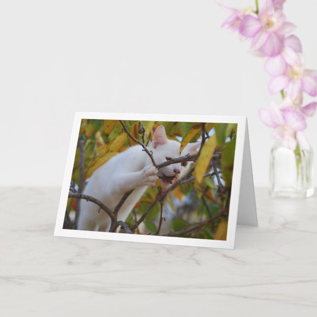 White Kitten i Persimmon Träd Kort (Orkide)