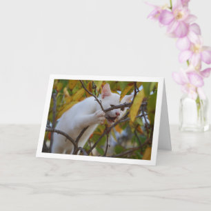 White Kitten i Persimmon Träd Kort
