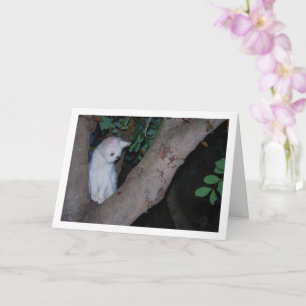 White Kitten i Träd Porträtt Kort