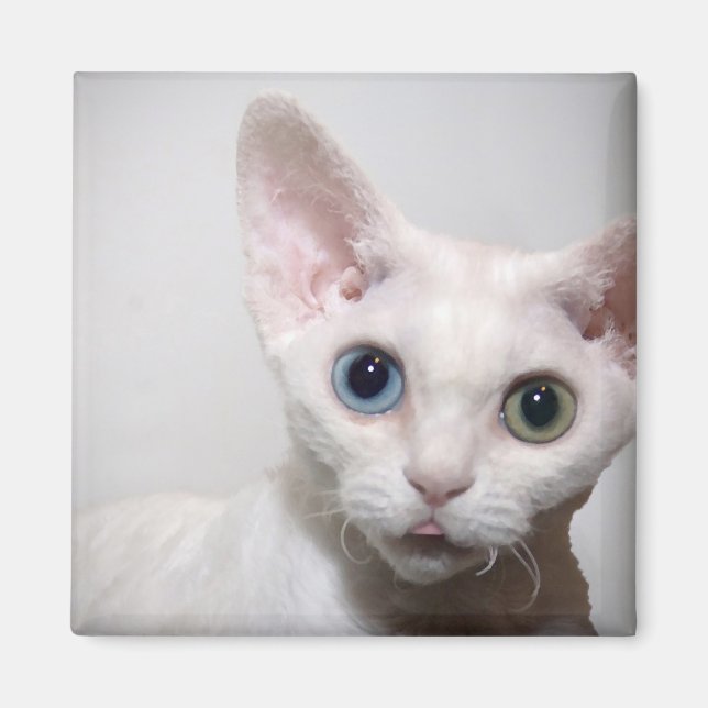 White Kitten Magnet (Framsidan)