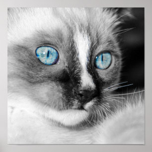 White Kitten med Blue Ögon Poster