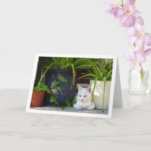 White Kitten och Garden Plants Kort