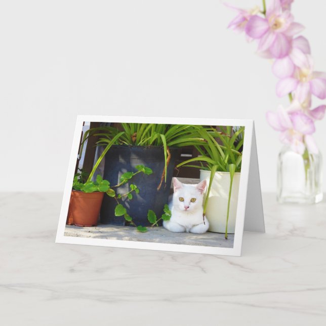 White Kitten och Garden Plants Kort (Orkide)