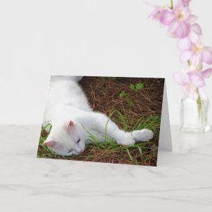 White Kitten på Gräs Nål Kort
