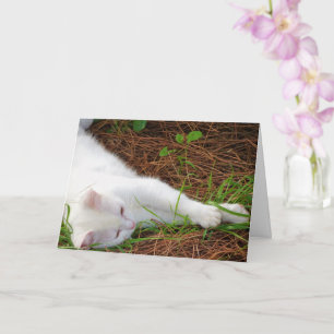 White Kitten på Gräs Nål Kort