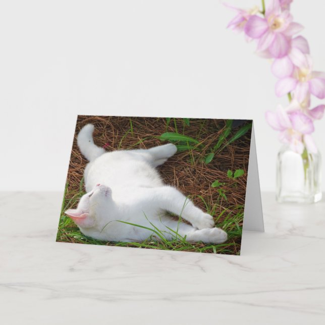 White Kitten på Gräs Nål Kort (Orkide)