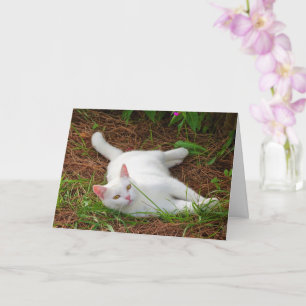 White Kitten på Gräs Nål Kort