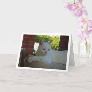 White Kitten på ordförande Kort
