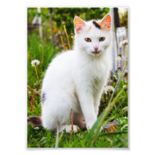 White Kitten Photo Fototryck