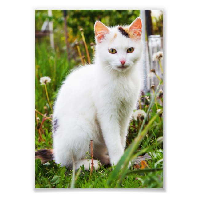 White Kitten Photo Fototryck (Framsidan)