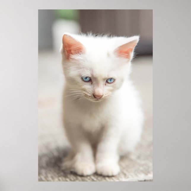 White Kitten Poster (Framsidan)