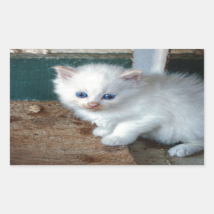 White Kitten Rektangulärt Klistermärke