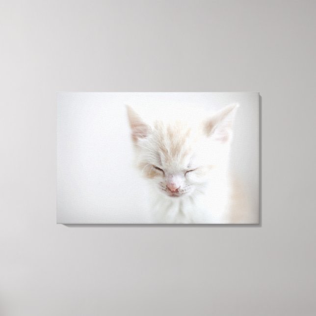 White Kitten Sleeping Canvastryck (Framsida)