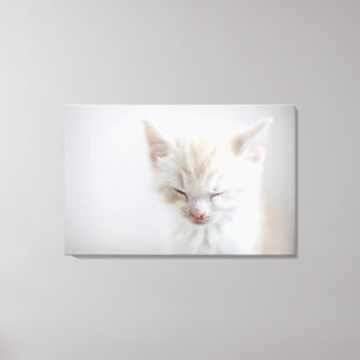 White Kitten Sleeping Canvastryck
