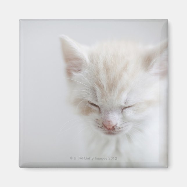 White Kitten Sleeping Magnet (Framsidan)