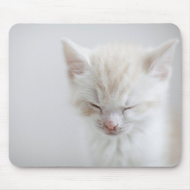 White Kitten Sleeping Musmatta (Framsidan)