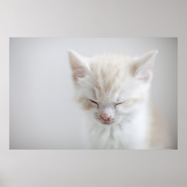 White Kitten Sleeping Poster (Framsidan)