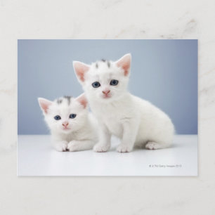 White Kittens Vykort