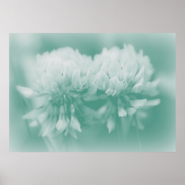 White Klöver Wildblomma i Aqua Poster (Framsidan)