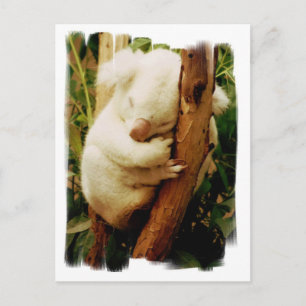White Koala Bear-vykort Vykort