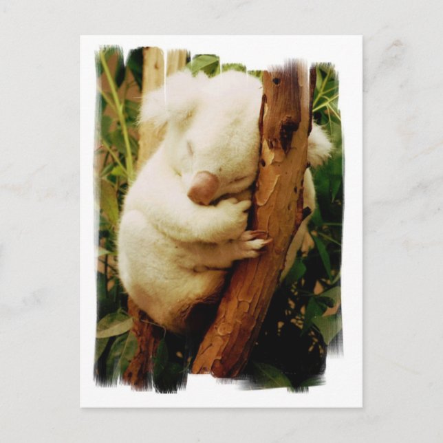 White Koala Bear-vykort Vykort (Framsida)