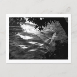 White Koi: Japan Vykort