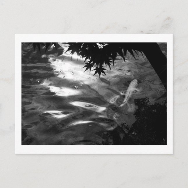 White Koi: Japan Vykort (Framsida)