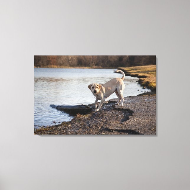 White Labrador nära sjö Canvastryck (Framsida)