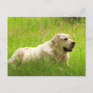 White Labrador Retriever Hund Vykort
