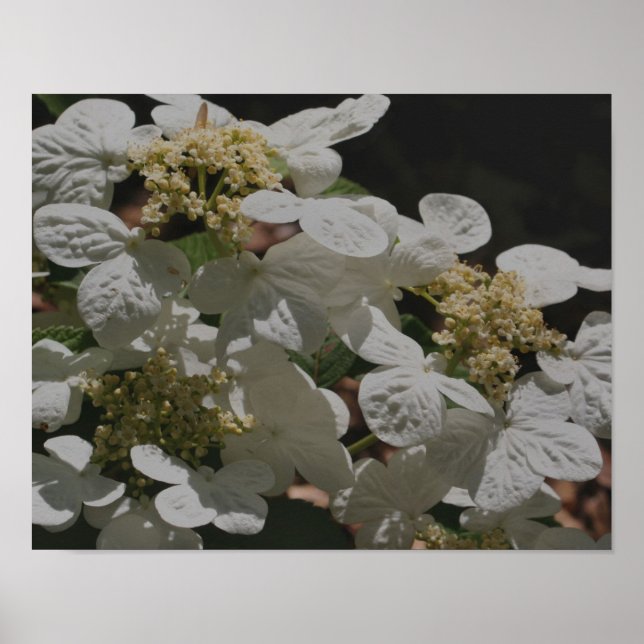 White Lacecap Hydrangea Flowers Poster (Framsidan)