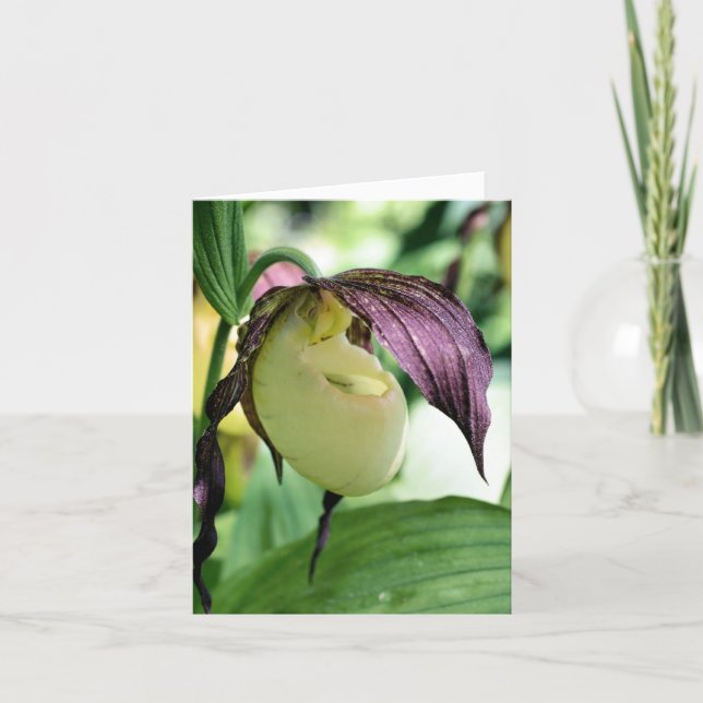 White Lady Slipper Orchid Flower Photography  Anteckningskort (Framsida)