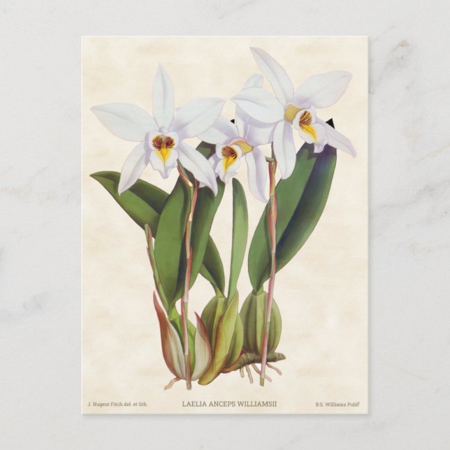 White Laelia Orchid Vintage Botanical Vykort (Framsida)