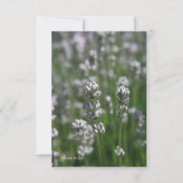 White Lavender Anteckningskort