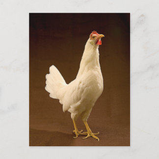 White Leghorn Chicken Vykort