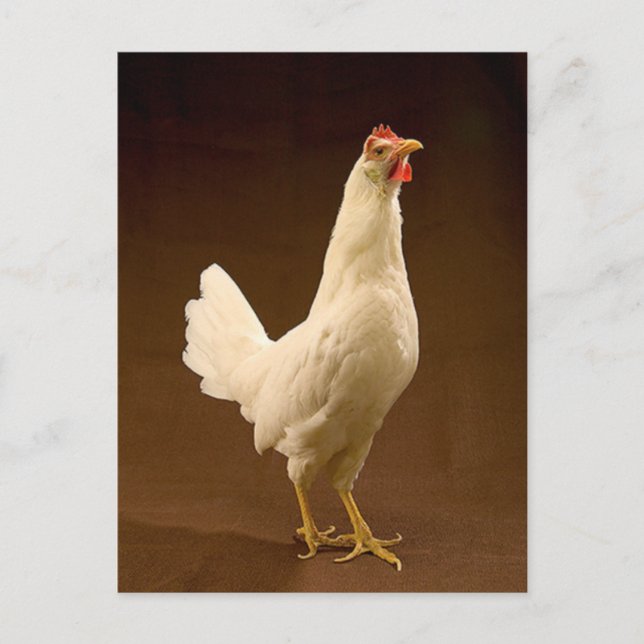White Leghorn Chicken Vykort (Framsida)