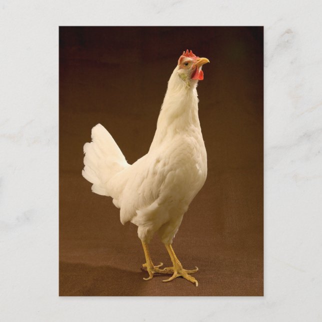 White Leghorn Hen Vykort (Framsida)