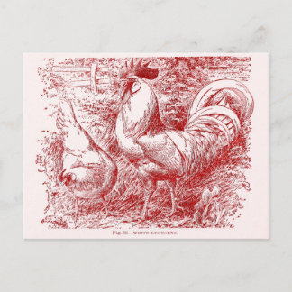 White Leghorn i rött Vykort