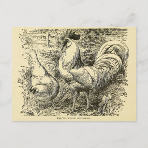 White Leghorn Vykort