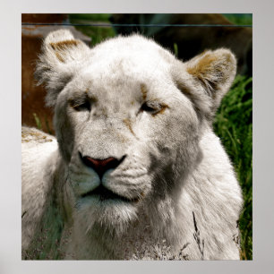 WHITE LEJON POSTER