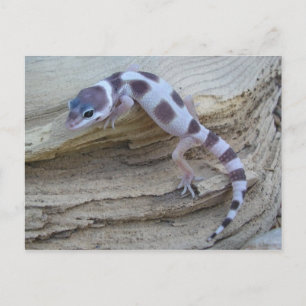 White Leopard Gecko Postcard Vykort