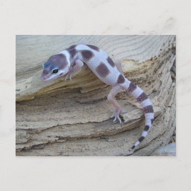 White Leopard Gecko Postcard Vykort (Framsida)