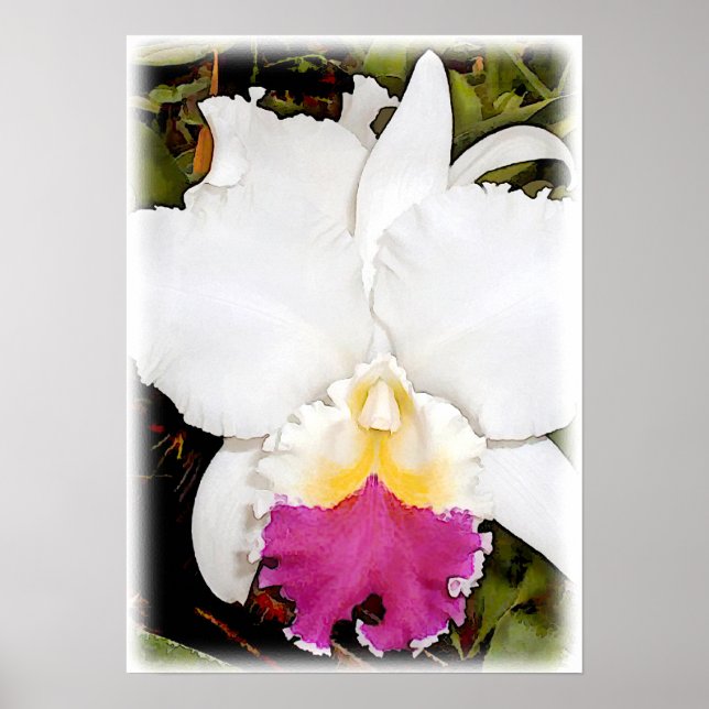 White & Lila Cattleya Orchid Poster (Framsidan)
